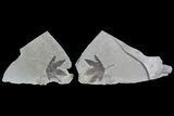 Fossil Sycamore (Platanus) Leaf - Pos/Neg Split #92868-1